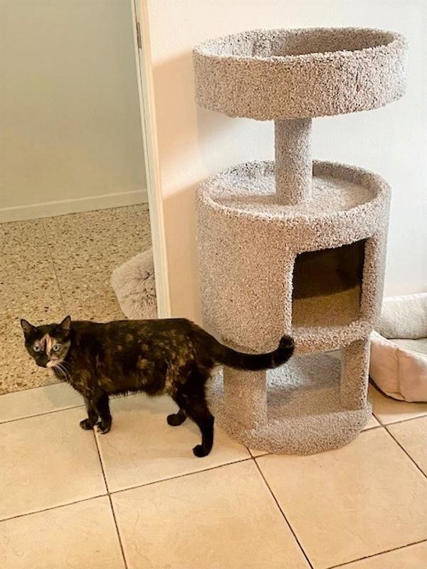 Kei condo｜ピッチャー EveryYay Lookout Loft 3-level Cat Tree with Condo for Large