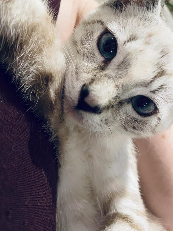 Tom Tom