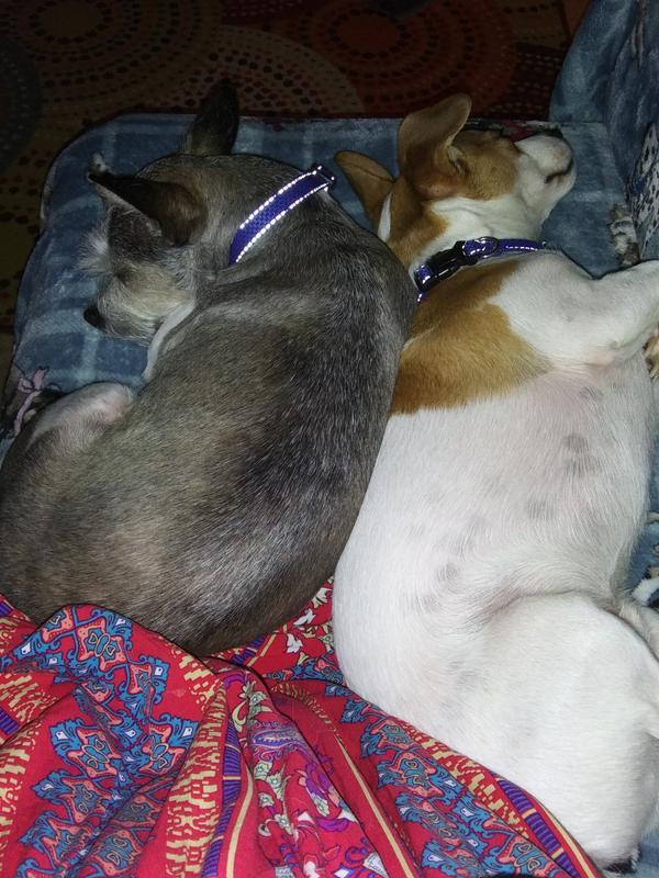 Harley & Louie