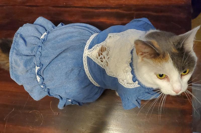 This is my cat "Fish"
