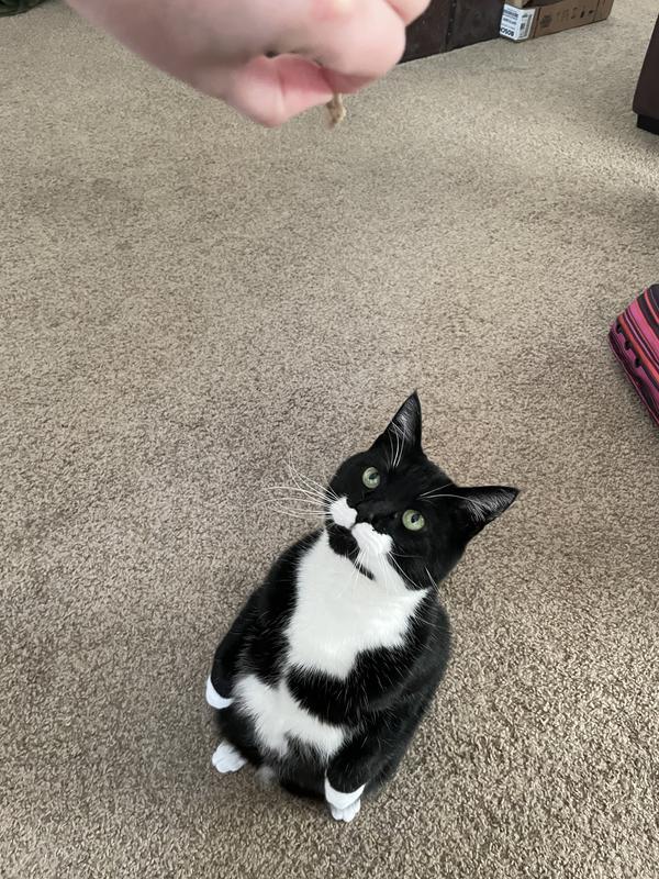 He loves to sit-up for this treat!