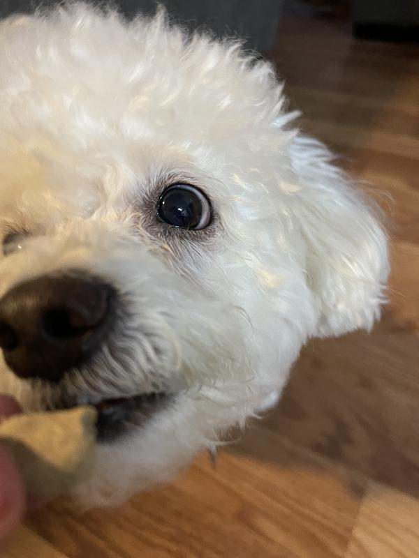 Right size for a 15 lbs fur baby