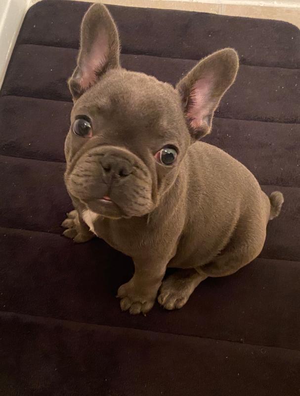 Sitting waiting for his Whole Hearted chicken & peas! Yummmn