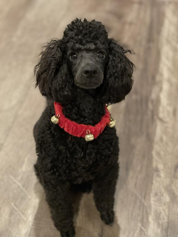 Remy the 8 month old mini poodle wearing a S/M