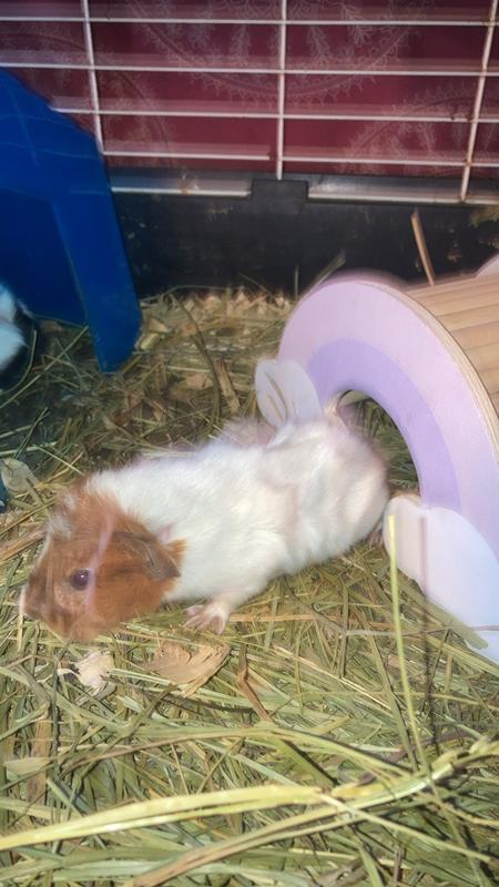 Spud loves it!
