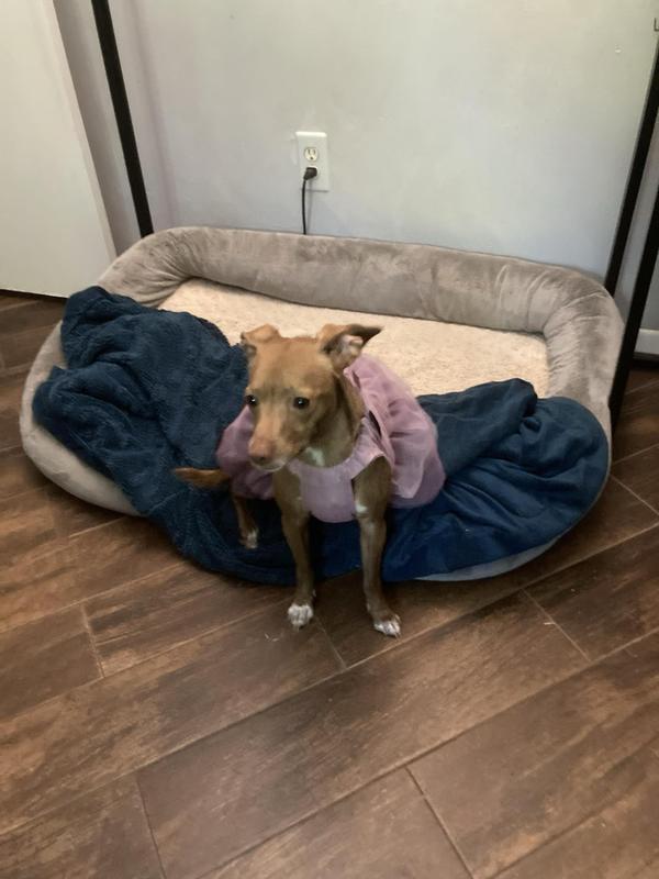 Dress is perfect fit for Diva the Chihuahua mix