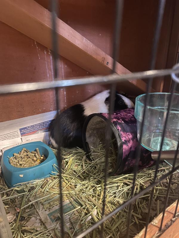 Opal enjoying her tunnel stuffed with hay