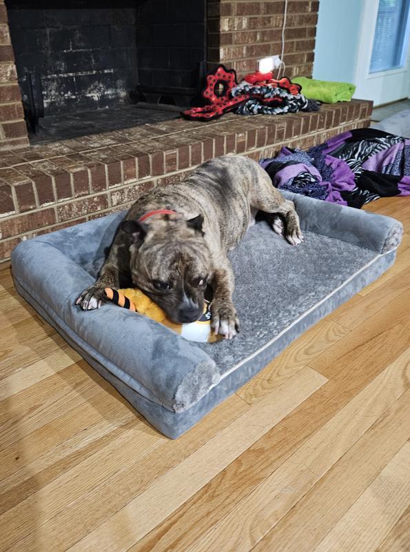 Pit Bull Chewing Toy