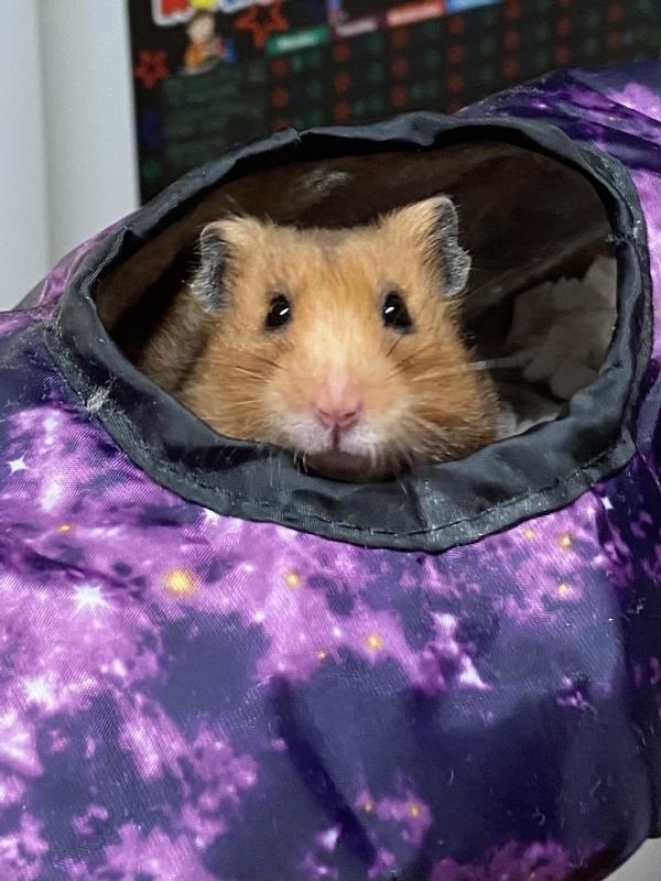 Cinnamon hanging out!