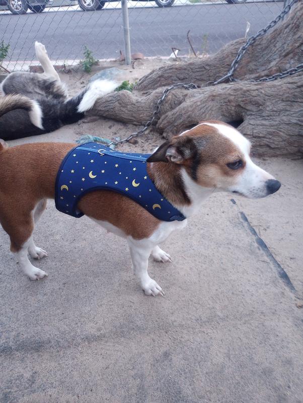 Cute colors, leash attachment at top.