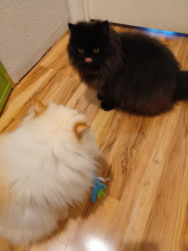 The battle begins?