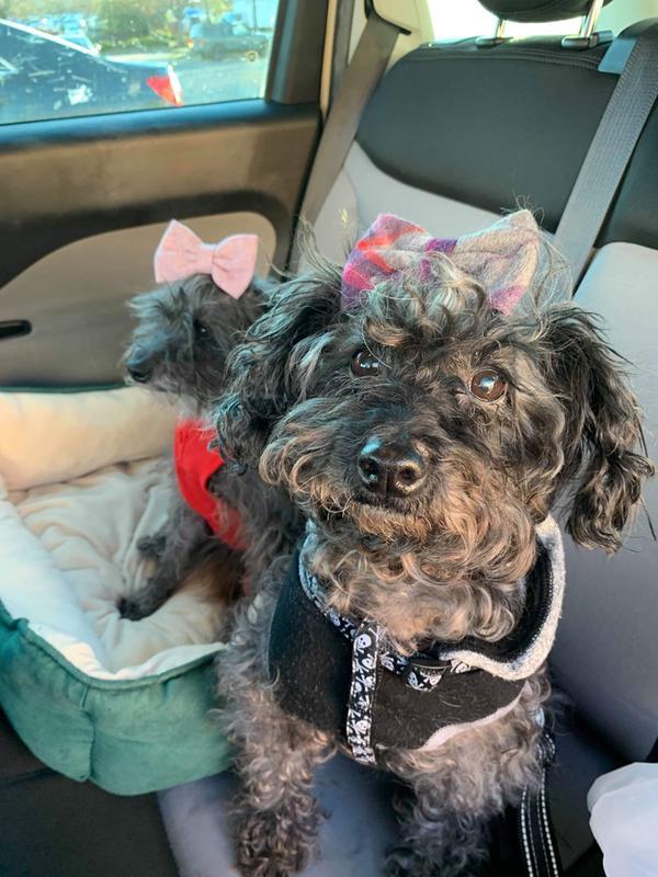 Stellaluna and Charlie