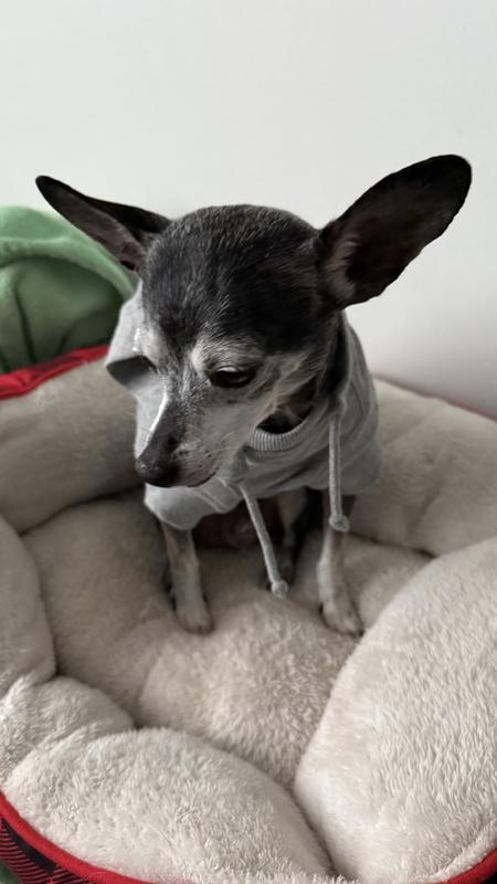 He’s 11-12lbs in size xsmall