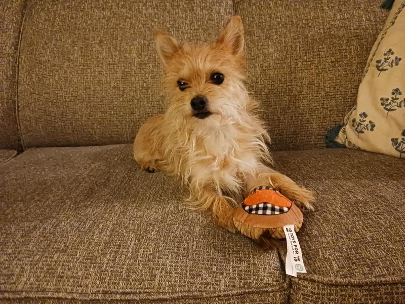Great for small (and XS) dogs