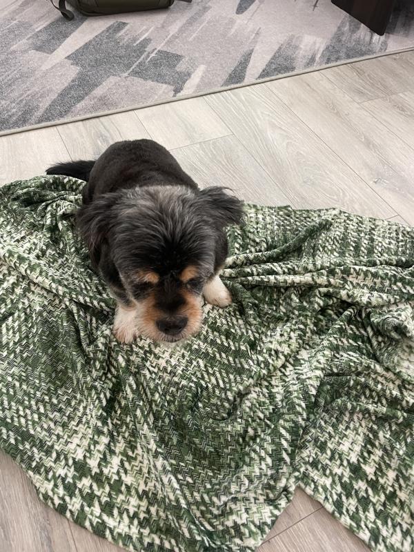 Photo - commentaire 5.