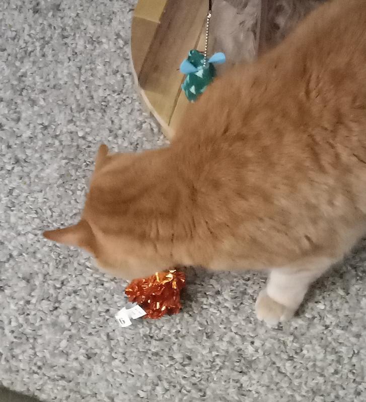 Ginger boy checking out the toy before batting it across the room.
