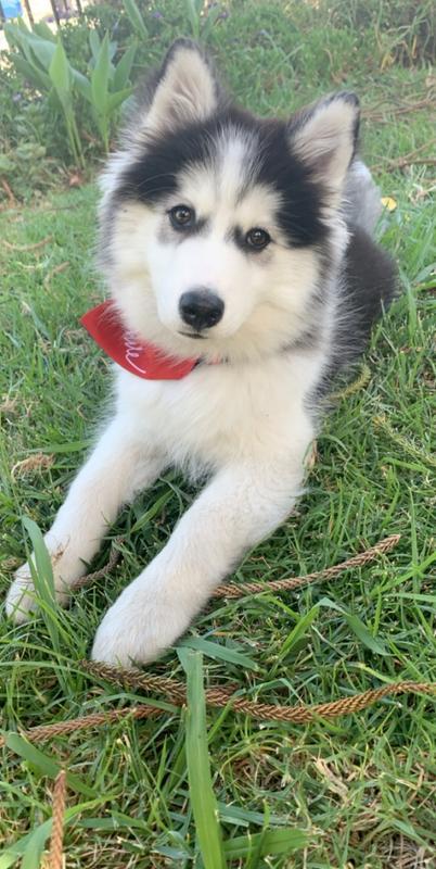 Oreo: The Fluffy Flea free Pomsky
