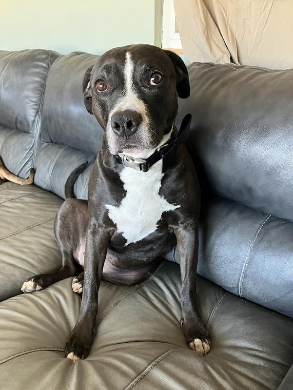 Nova showing off her fancy new collar.