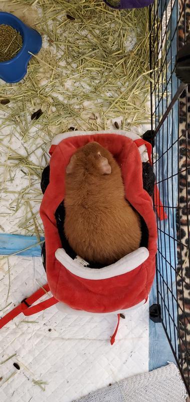 It's a little small for them but they still love it