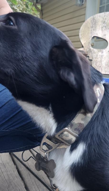 This is the collar. My little guy is still a puppy (most likely gonna be huge) and this is the smallest setting. He was swimming in it when I first put it on him a few weeks ago but has grown into it since then. He's too squirmy for a full picture!