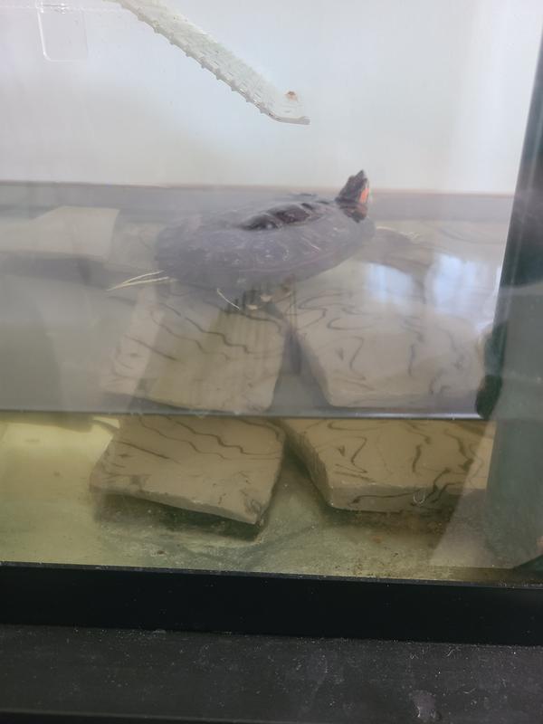 Rocks in tank
