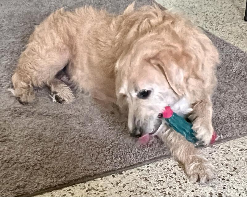 Chewy and Alice giving their cactus rope toy a whirl