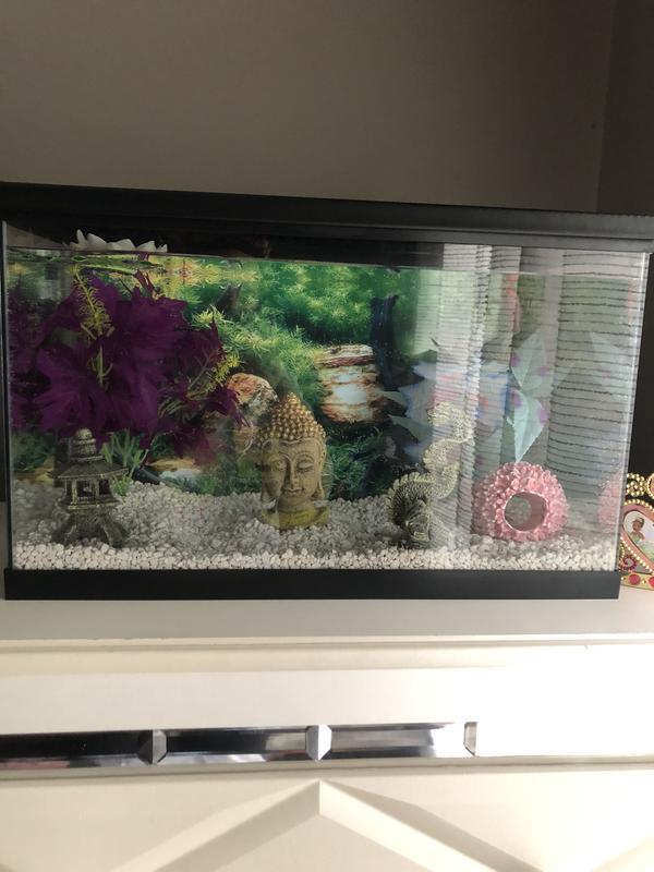 My fish tank