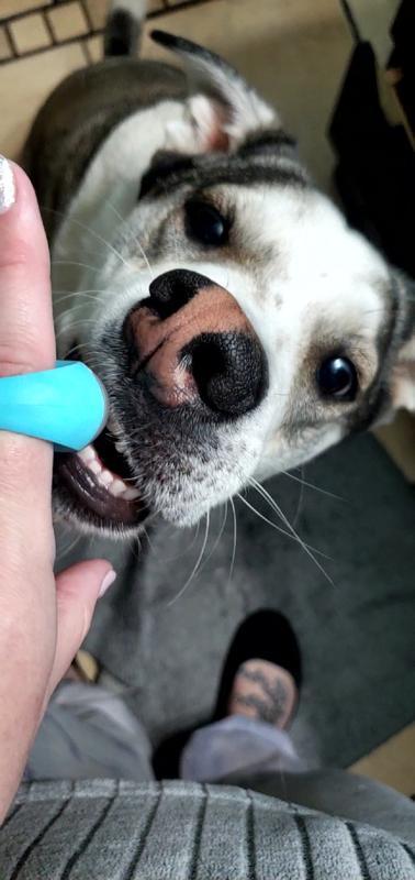 Sophie was a little TOO interested in the clicker at first and wanted to eat it...