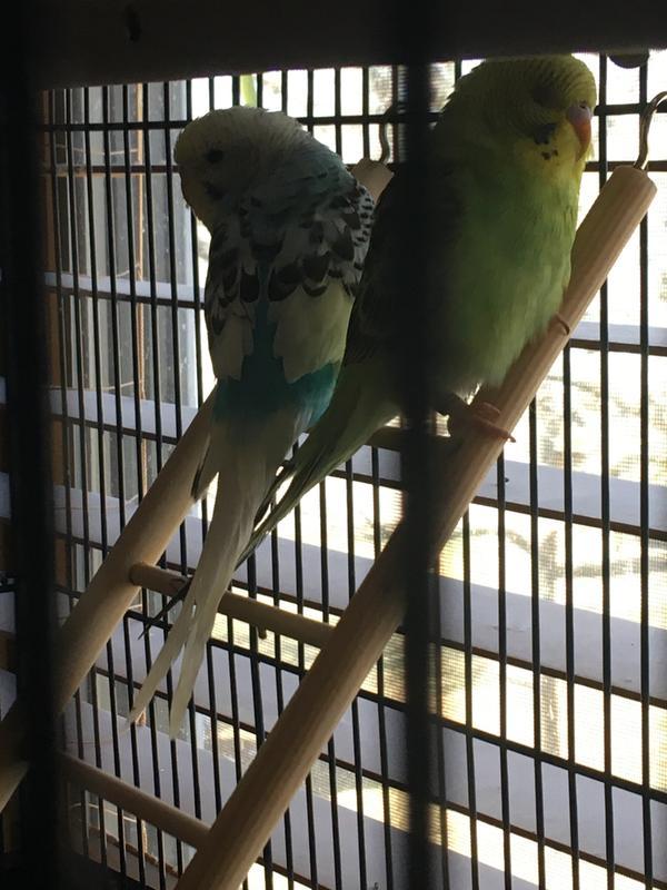 My parakeets on the ladder.