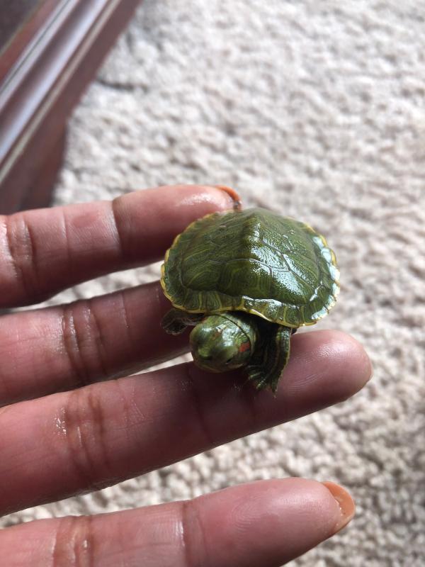 My pet spring