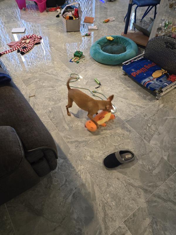 Playing with dino