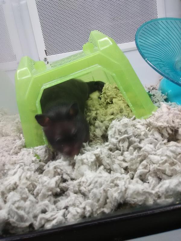 My little Bat
