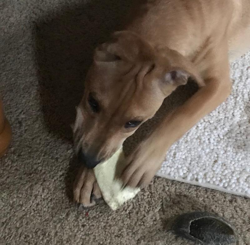 Teething is tough work!