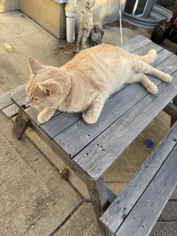 The big kitty in question