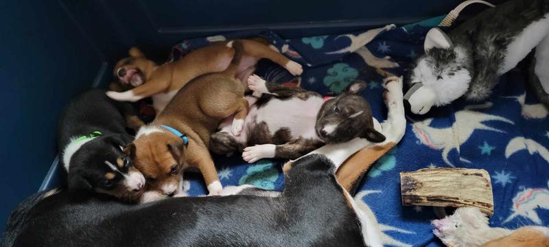 Tuckered out from playing with new Petco toys!