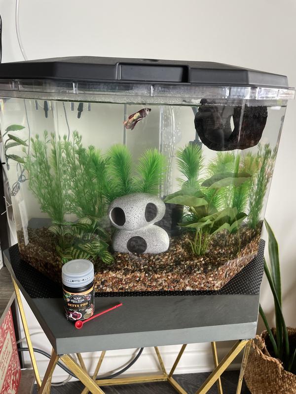 Nemo enjoying his new tank!