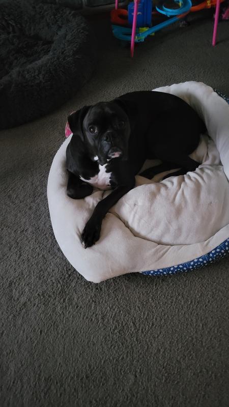 Bodhi in Nester bed