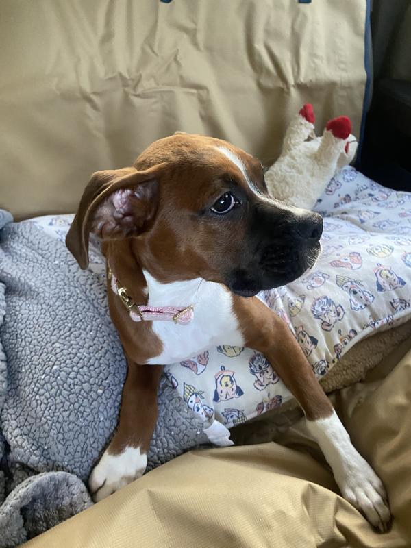 Olive loves her seat cover!