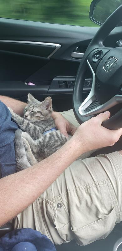 Great for traveling kittos. I can attach his leash before we open the door at stops, and I don’t have to worry about him escaping!