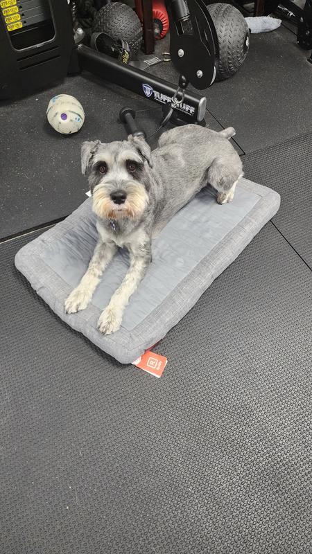 Dog pictured is 36lbs for reference.