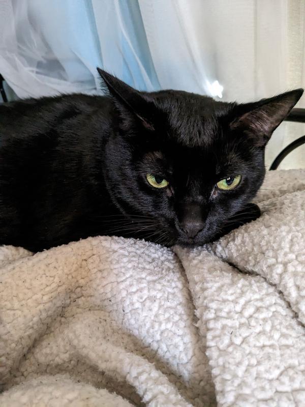 I will update later with a better picture. Our cat really loves this bed! Due to the material being so soft/longer fibers, we place a blanket over it to keep it from getting too dingy