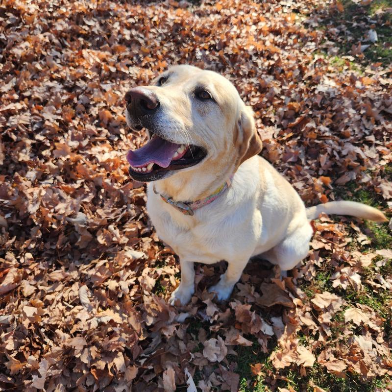 Happy dog!