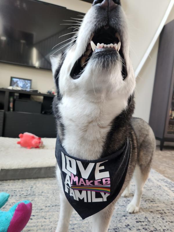 Black and white husky wearing the bandana and looking upwards.
