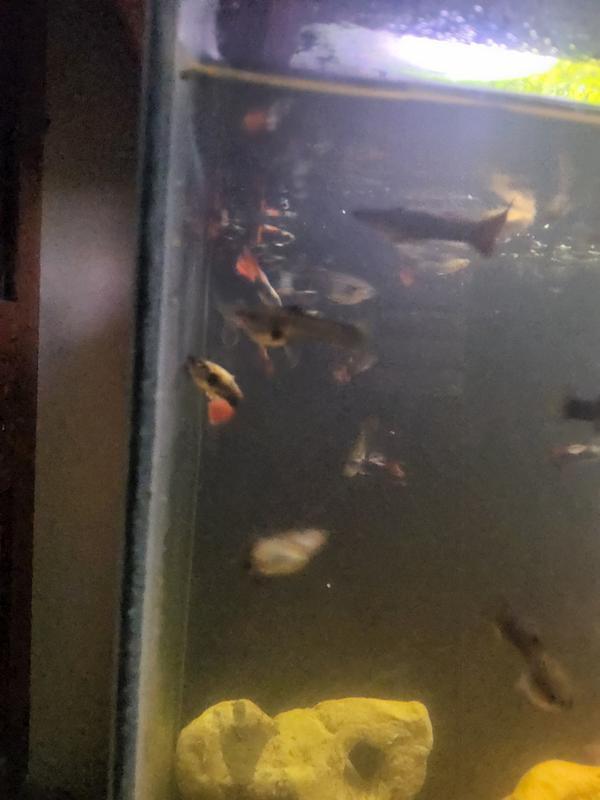 Imagitarium Powered Sponge Filter Replacement, 1 Pack | Petco