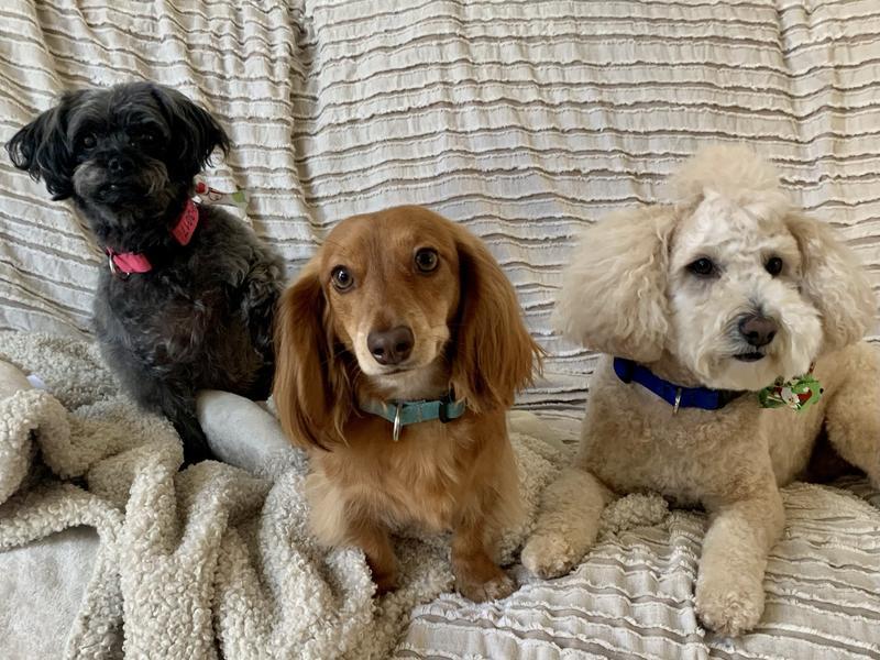 The three stooges!