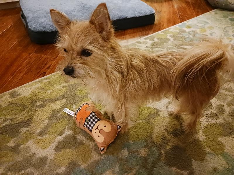 Fall fave for our chorkie