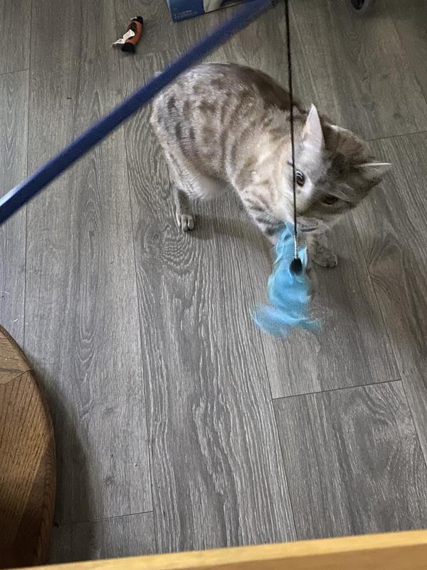 My cat playing.