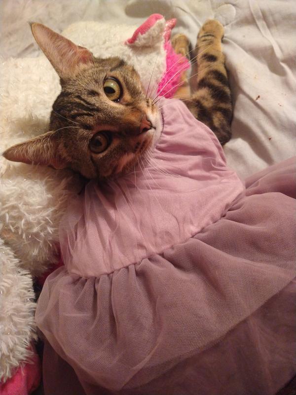 Francis kitty posing in ruffled tulle dress