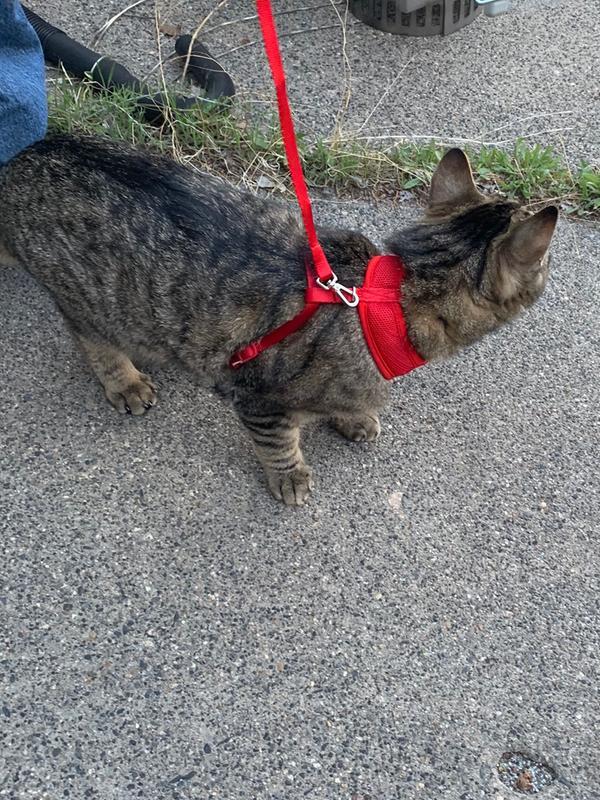 Rowen loves his lease.