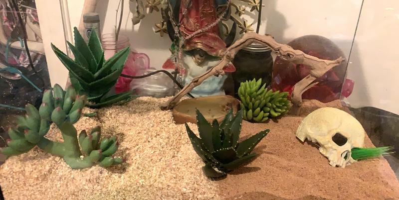 Kenyan sand boa terrarium